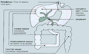 Хенофальк - Всасывание, конъюгация и секреция хенодезоксихолевой кислоты
