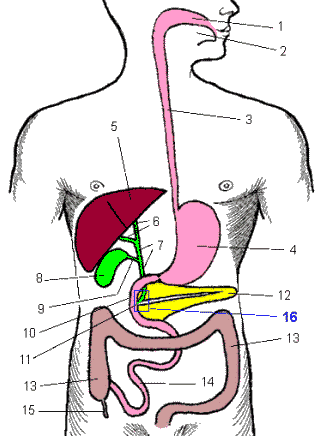 Дискинезия желчных путей - Зона расположения сфинктера Одди