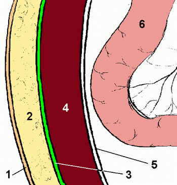 ГРЫЖИ - Cтруктура брюшной стенки в норме