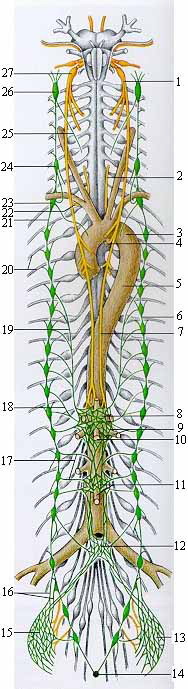 ГИПЕРГИДРОЗ - Схема организации вегетативной нервной системы
