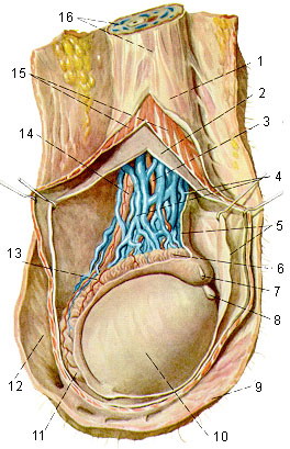 Яичко - анатомия яичка